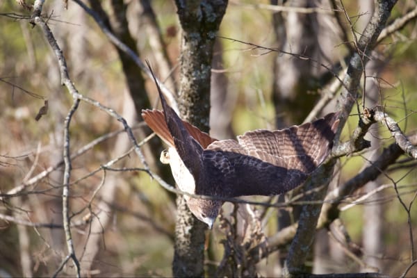Red-tailed hawk