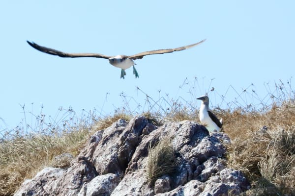 Blue-footed booby