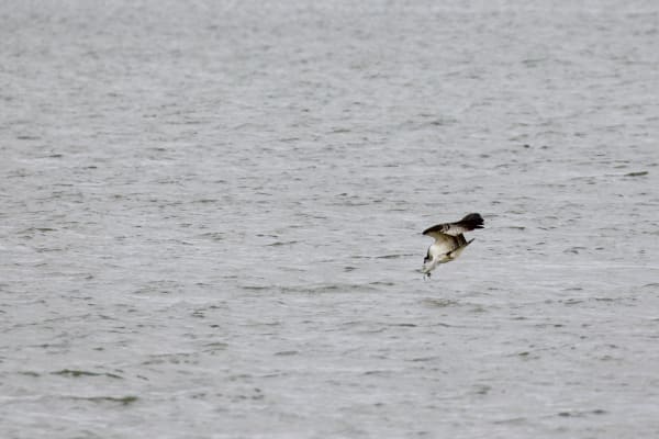 Osprey
