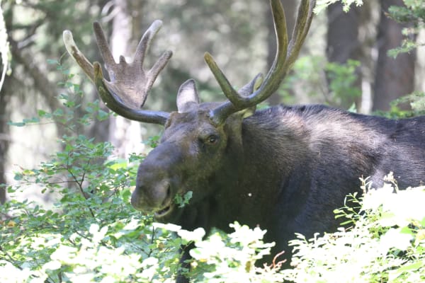 Moose
