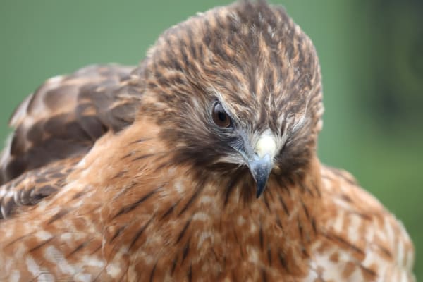 Red-tailed hawk 2