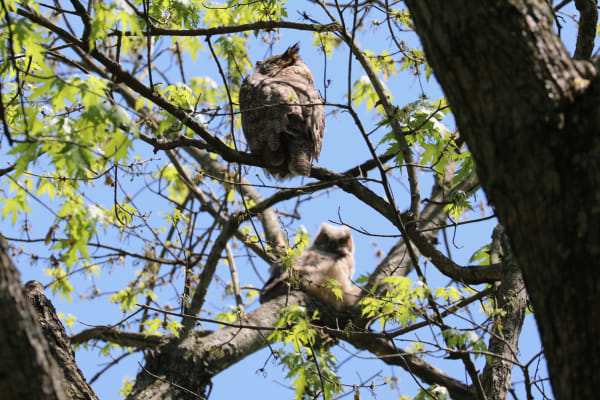 Great horned owl