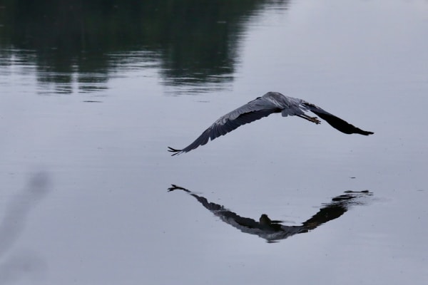Great blue heron 4