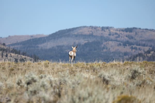 Pronghorn on the Horizon