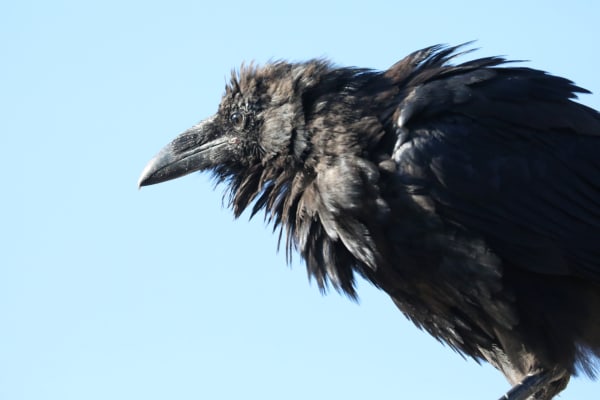 Unfazed American Raven