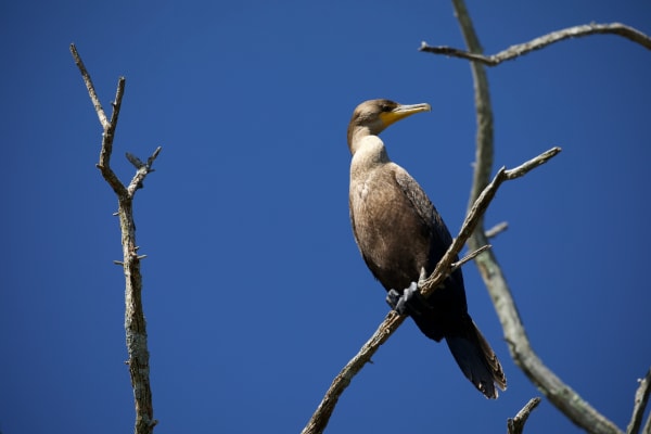 Cormorant Sunning