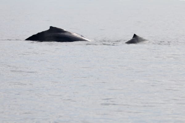Humpback Mother and Calf