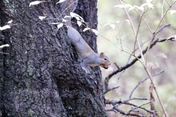 American Red Squirrel gathering nuts
