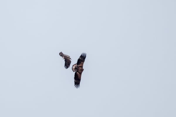 Bald Eagle Juvenile 3