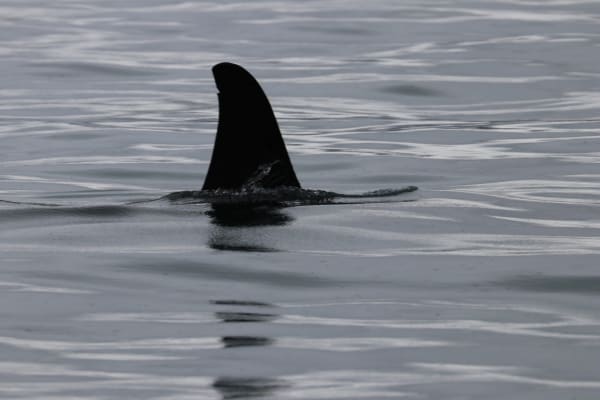 Orca Swimming
