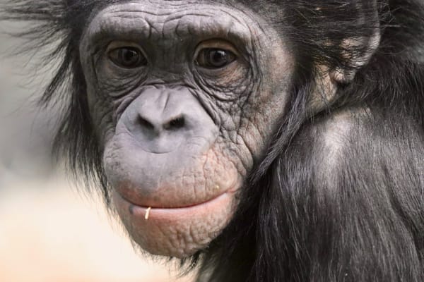 Bonobo