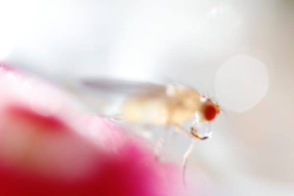 Fruit fly