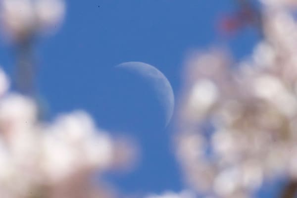Moon and cherry blossoms
