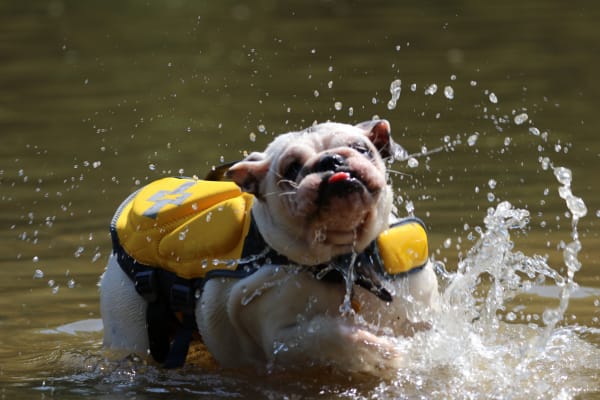 Frida, the English Bulldog