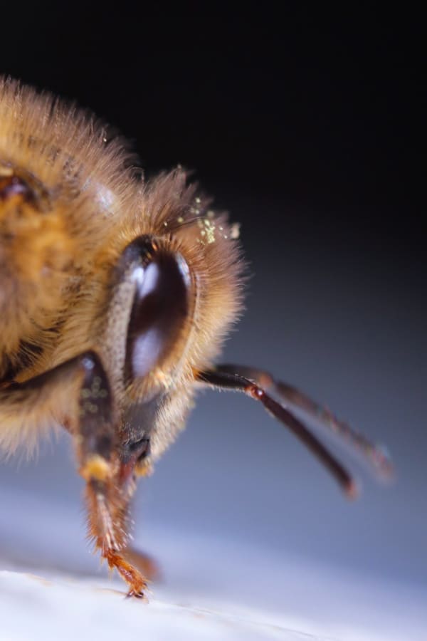 Honey Bee at Work