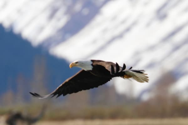 Bald Eagle Over Snowy Peaks