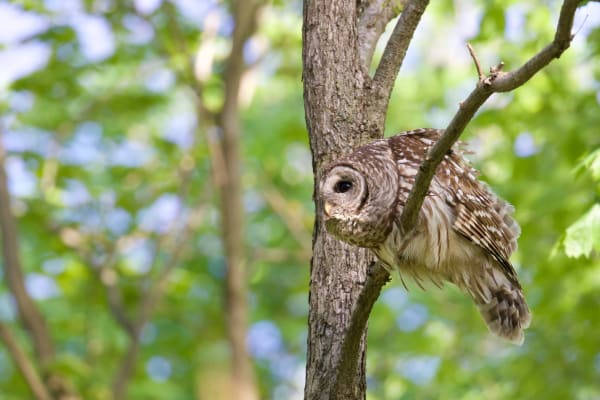 Barred Owl Ready for Flight