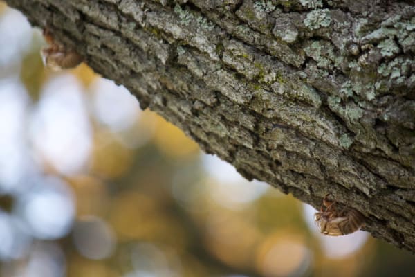 Cicada Exuvia Shell