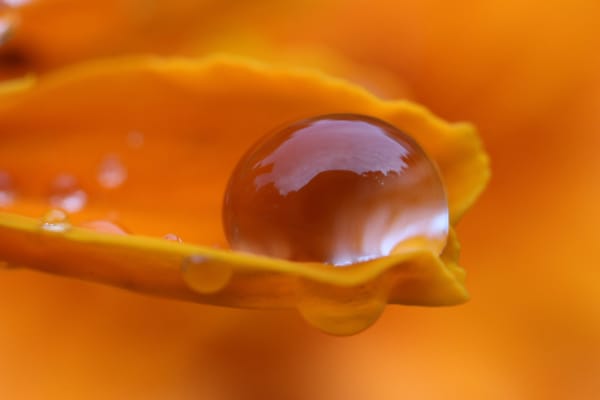 Morning Dew Pearl
