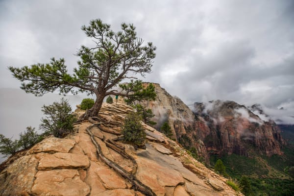 Ponderosa Pine at Angel's Landing