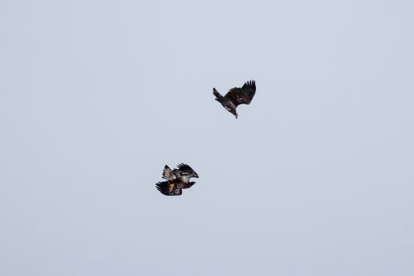Juvenile Eagles in Courtship