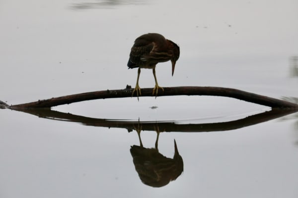 Green heron