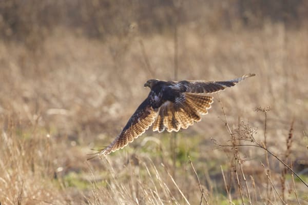 Red-tailed hawk 4