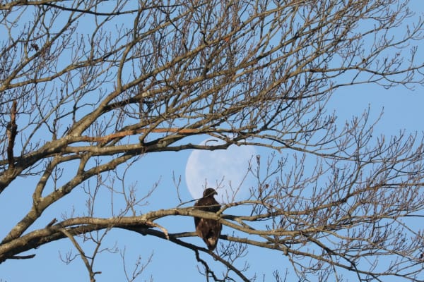 Bald Eagle Juvenile