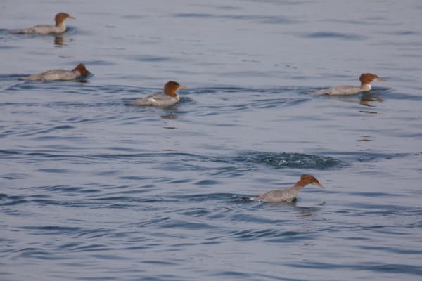Common Merganser