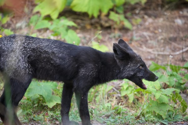 Silver Fox