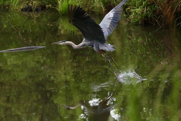 Great blue heron 2