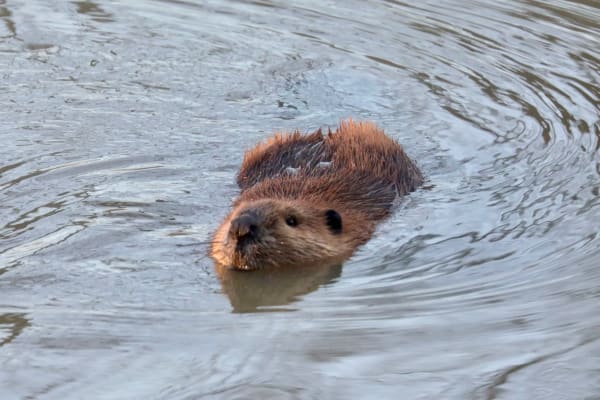 North American beaver Swimming