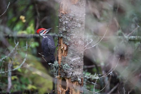 Pileated woodpecker 2