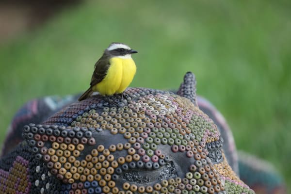Social flycatcher