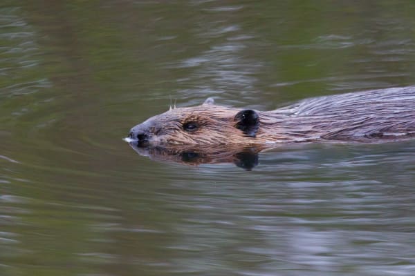 North American beaver Swimming 2