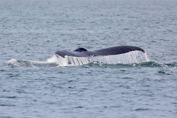 Humpback Fluke Rising