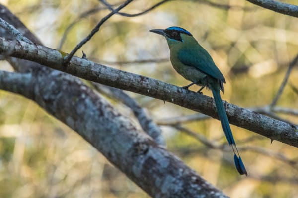 Lesson's Motmot Perches Quietly