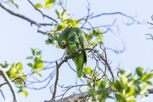 Red-lored Amazon cleaning its breast feathers