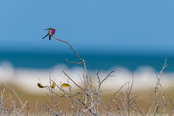 Mexican Sheartail