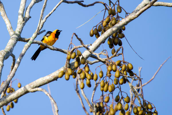 Hooded Oriole on Chakáh Tree