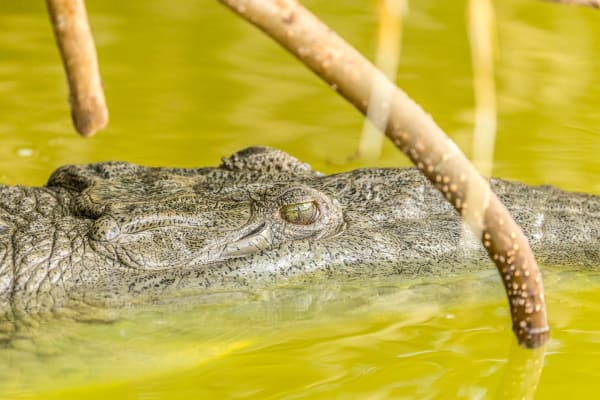 Morelet's Crocodile in the Water