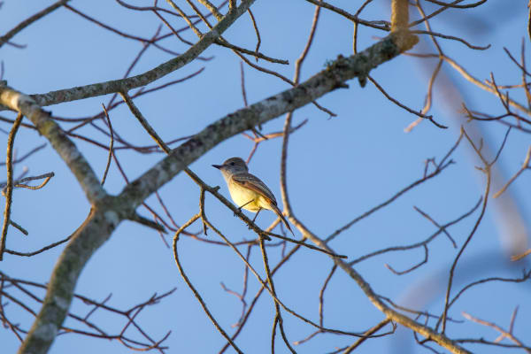 Yucatan Flycatcher