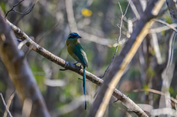 Lesson’s Motmot