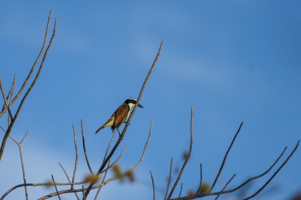 Great Kiskadee