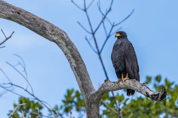 Common Black Hawk looking for its next meal