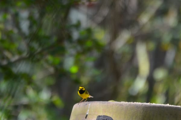 Hooded Warbler