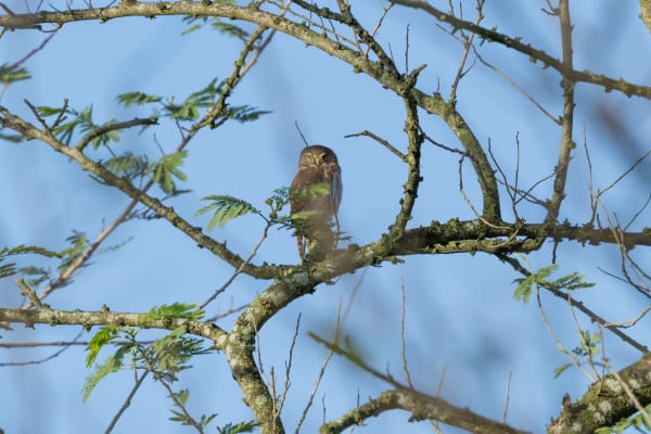 Ferruginous Pygmy Owl