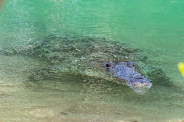 Morelet's Crocodile in Cenote