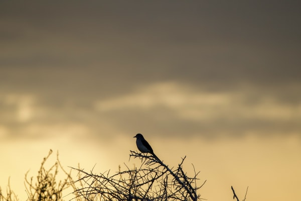 Mystery Bird Silhouette at Dusk