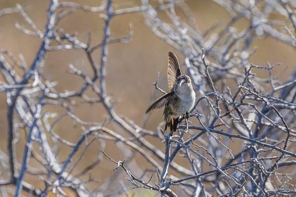 Mexican Sheartail